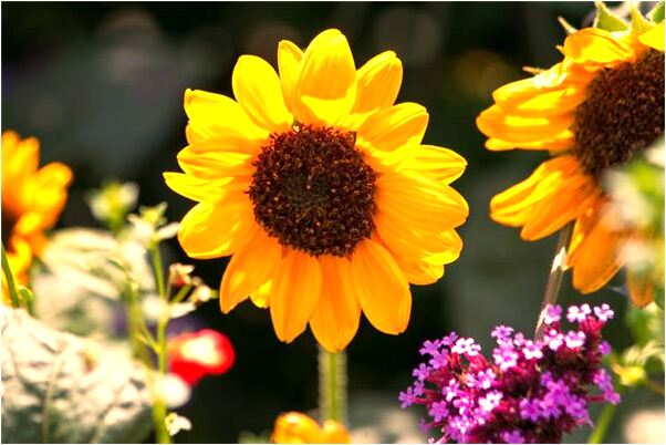 夢到了自己下雪在山上撿粗柴有什麼徵兆_周公解夢官網