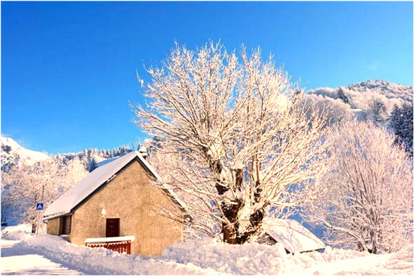 夢到四隻狐狸好不好_周公解夢官網