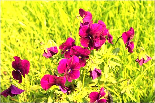 夢到了將要成為墳墓的地久是什麼預兆?_周公解夢官網