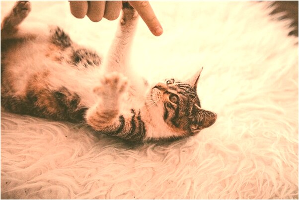 夢見香港大片預示什麼_周公解夢官網