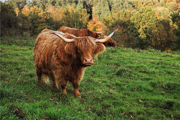 生肖牛的性格_十二生肖