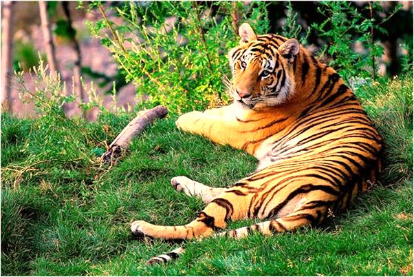 夢見算命先生說我命不久矣會怎么樣_周公解夢官網