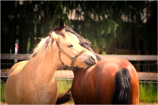 夢見自己的母親屍體意味著什麼_周公解夢官網