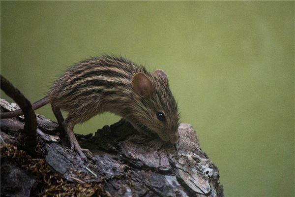 夢見老鼠咬腳_周公解夢