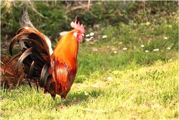 夢到了爸爸得肺癌有什麼預兆_周公解夢官網