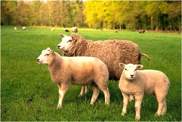 夢見頭上長滿了虱子預示什麼_周公解夢官網