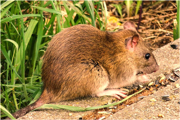 夢到了在水裡哭喪有什麼意思_周公解夢官網