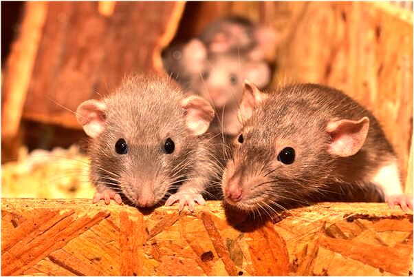 夢到黃牛打架是咋回事_周公解夢官網