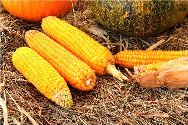 夢到了螞蟻爬我身上是咋回事_周公解夢官網