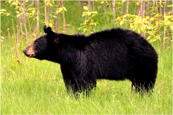 夢到壓在石頭下卻安然無恙預兆了什麼嗎_周公解夢官網