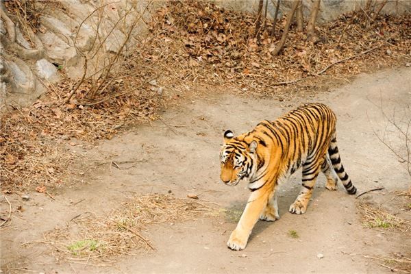 1962年的屬什麼生肖_十二生肖