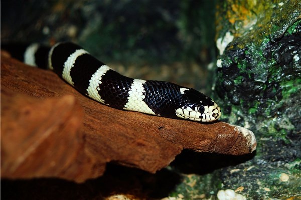 夢到魚，蛇預示什麼_周公解夢