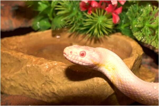 夢見我老婆她老媽被大火燒意味著什麼_周公解夢官網