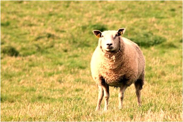 夢見男朋友兩條胳膊斷了有什麼徵兆_周公解夢官網