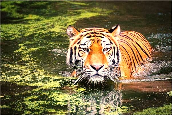 夢到了自己伯母墓場不同地方預兆了什麼嗎_周公解夢官網