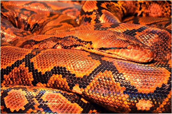 夢到自己變的好幼稚好不好_周公解夢官網