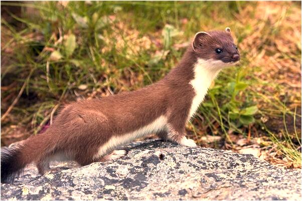 夢到煤在路上會有什麼預兆_周公解夢官網