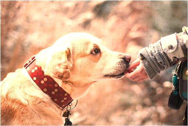 夢到明年會死是什麼意思_周公解夢官網