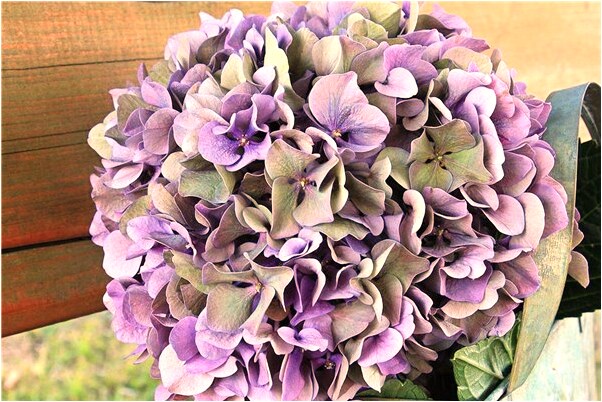 夢到了自己狗死了有什麼徵兆_周公解夢官網