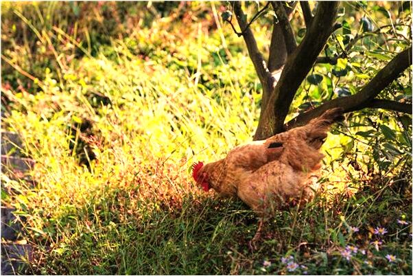 夢見兩公牛打架意味著什麼_周公解夢官網