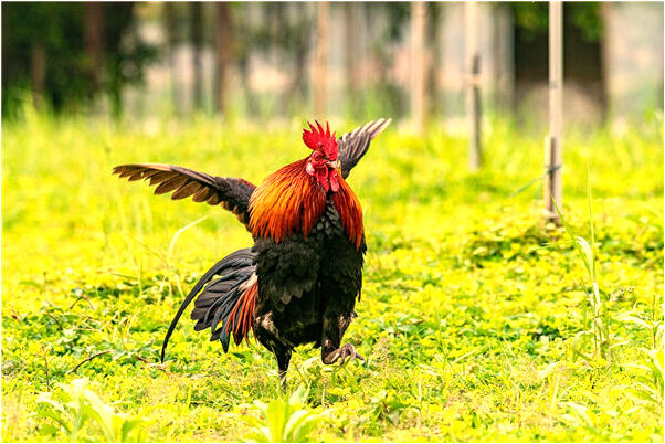 夢到了別人被謀財害命意味著什麼_周公解夢官網