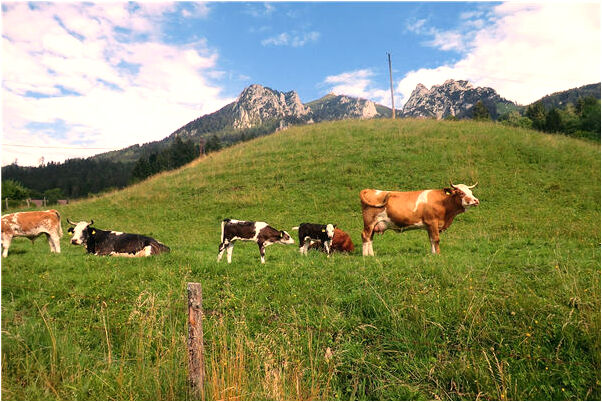 夢到別人的房子起火了會有什麼預兆_周公解夢官網