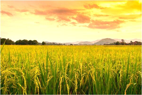 夢到了婆婆媽媽送花給我是凶兆還是吉兆_周公解夢官網