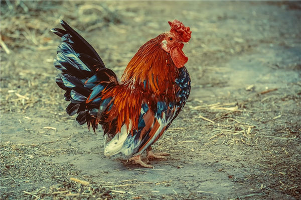 屬雞男人年份和婚姻_十二生肖