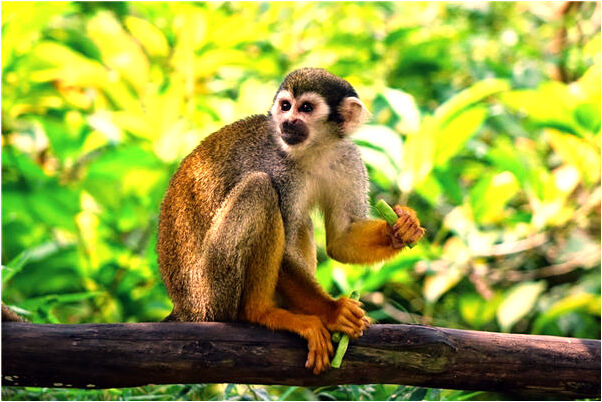 夢到了睡蘿中看文章後蓋著臉是啥預兆_周公解夢官網