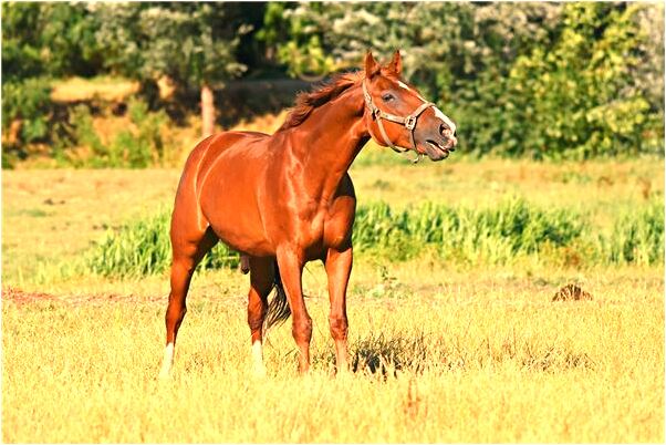 夢到我被紋身女調戲預示了什麼_周公解夢官網