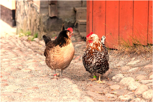 夢到了一家人開車去遊玩預示什麼_周公解夢官網