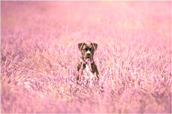 夢到了給去世的母親燒紙代表著什麼_周公解夢官網