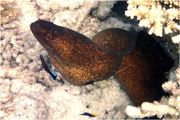 夢到別人給戴了白金手連怎么說_周公解夢官網