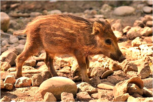 夢到一條黃蛇咬我是什麼預兆?_周公解夢官網