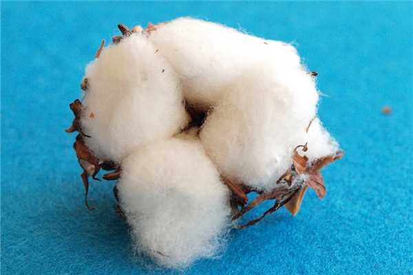 夢見彈棉花卡殼是吉兆嗎?_周公解夢