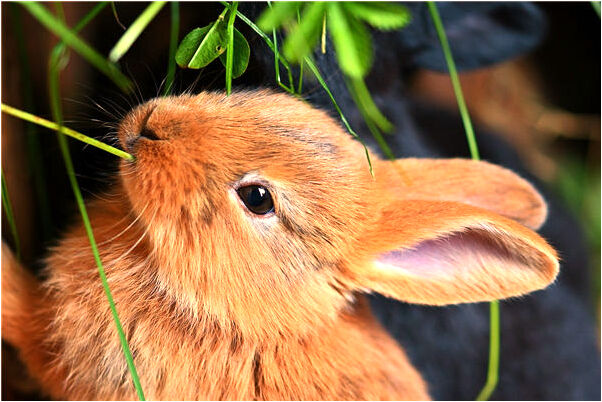 夢到老是喜歡的愛人是怎么回事_周公解夢官網