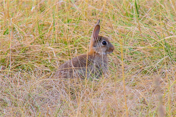 屬相兔年生的人不同特點_十二生肖