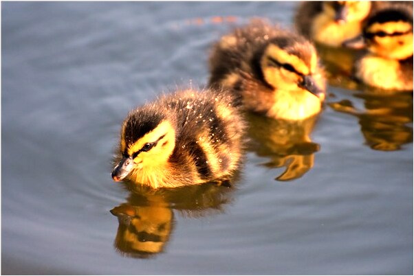 夢見養蛇老公被蛇咬是凶兆還是吉兆_周公解夢官網