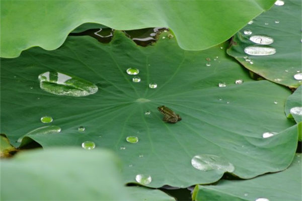 夢見荷葉是什麼意思_周公解夢
