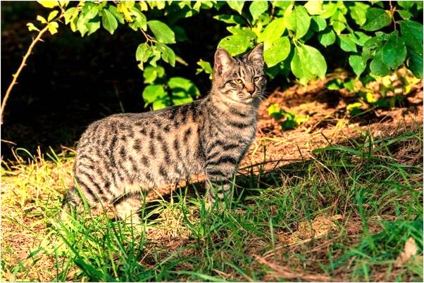 夢到兒子的臉傷了是凶兆還是吉兆_周公解夢官網