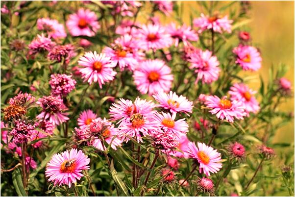 夢到了送金子給我有什麼寓意嗎_周公解夢官網