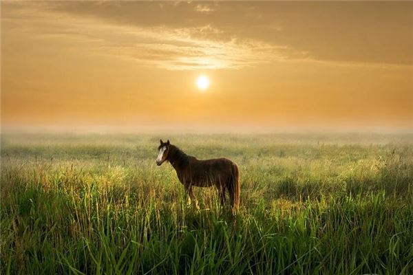 1990年屬馬女的婚姻_十二生肖