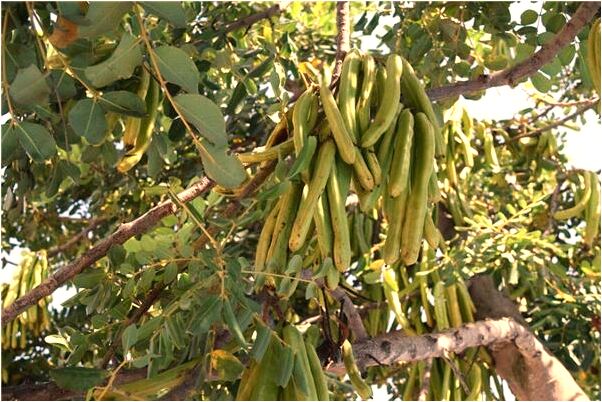 夢到了丟東西在茅坑會是什麼預兆_周公解夢官網