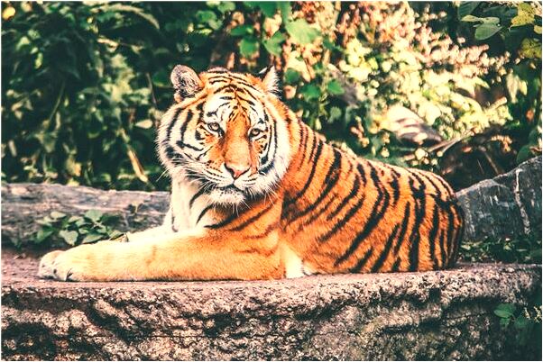 夢到玉皇大帝叫我死有什麼意思嗎_周公解夢官網