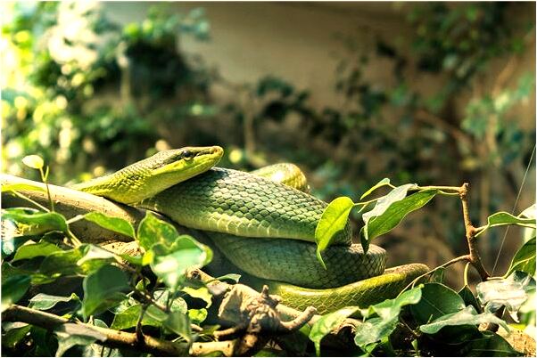 夢到床頭有面大鏡子意味著什麼_周公解夢官網