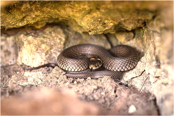 夢到了自己給已故的父親打電話預示什麼_周公解夢官網