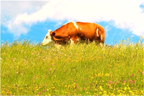 夢見別人我有錢了有什麼意義嗎_周公解夢官網