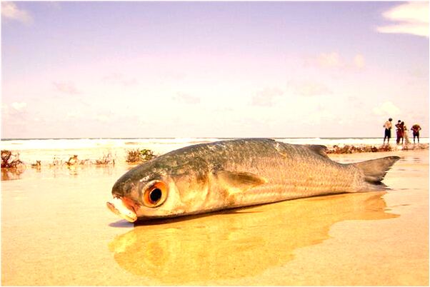 夢到在世親人和老鼠是什麼預兆？_周公解夢官網