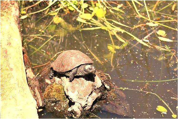 夢見懷孕漫山遍野的蛇是啥意思_周公解夢官網