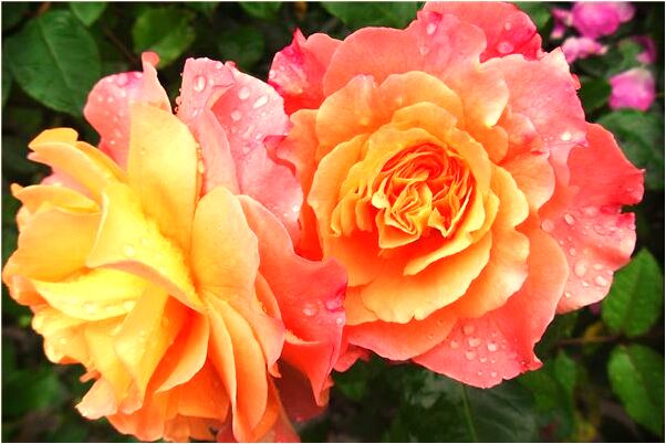 夢到橄欖樹結果是什麼意思_周公解夢官網